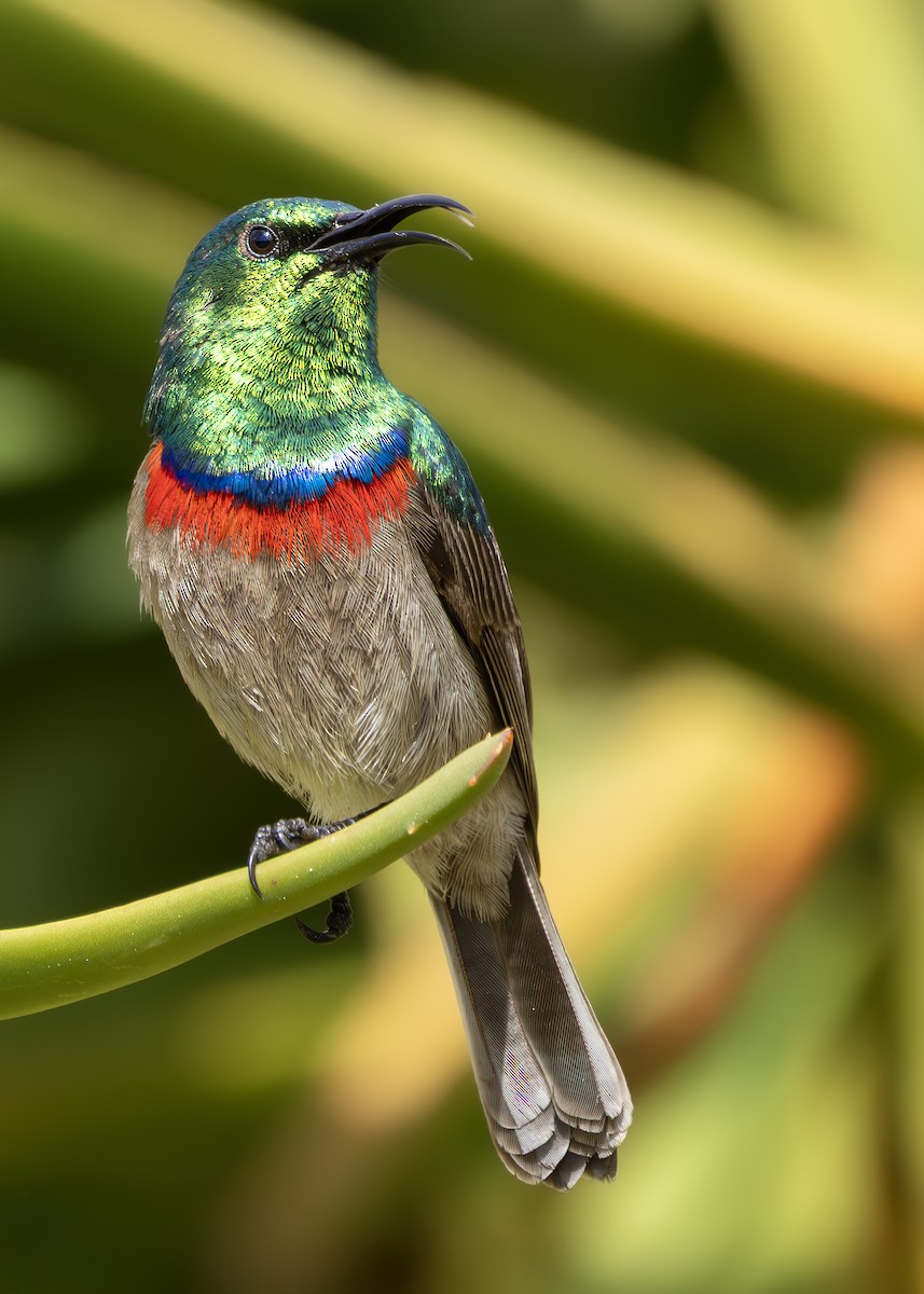 Southern Double-collared Sunbird - ML644256075
