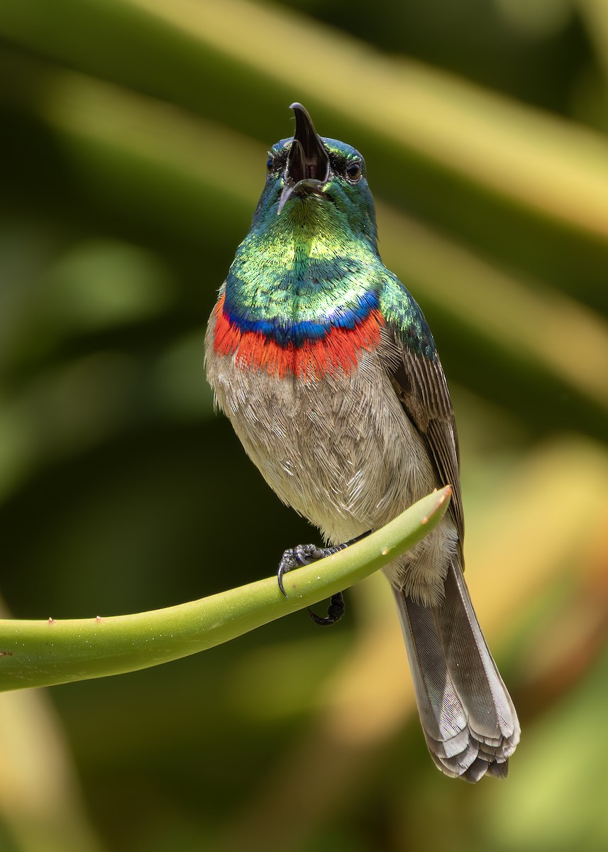 Southern Double-collared Sunbird - ML644256076