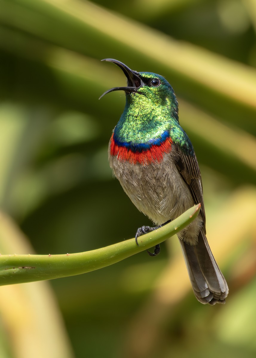 Southern Double-collared Sunbird - ML644256077