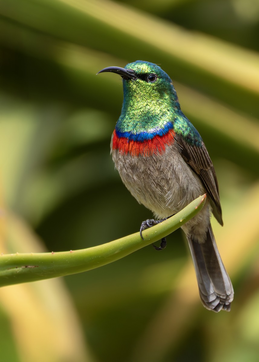 Southern Double-collared Sunbird - ML644256078