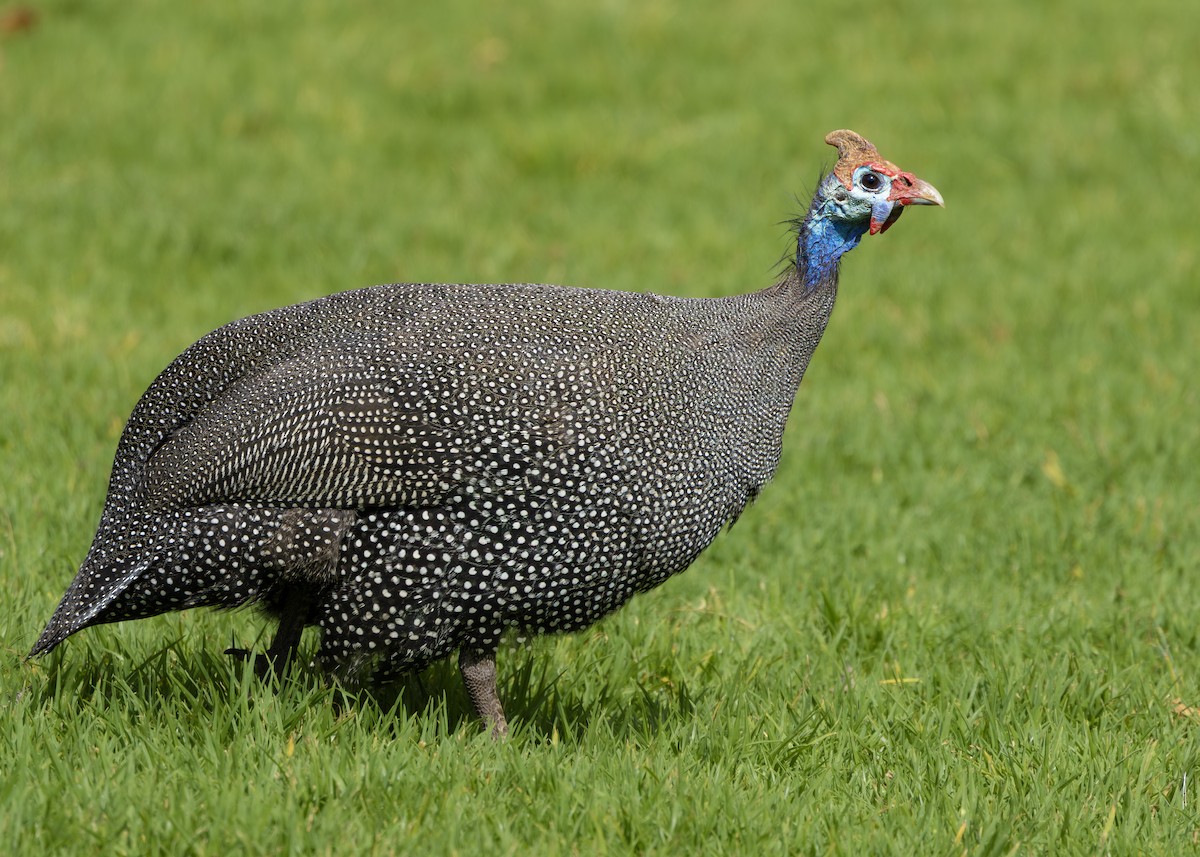 Helmeted Guineafowl (Tufted) - ML644256079