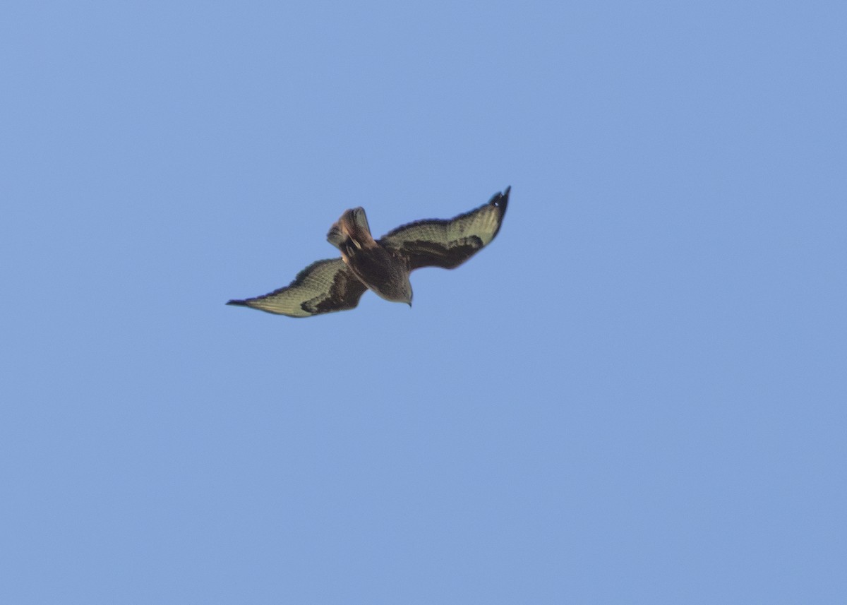 káně lesní (ssp. vulpinus/menetriesi) - ML644256081