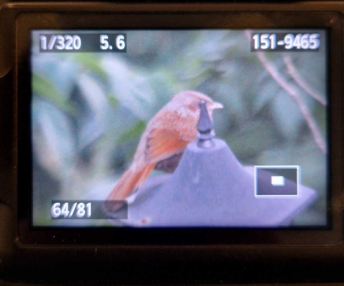 Garrulaxe barré - ML644256082