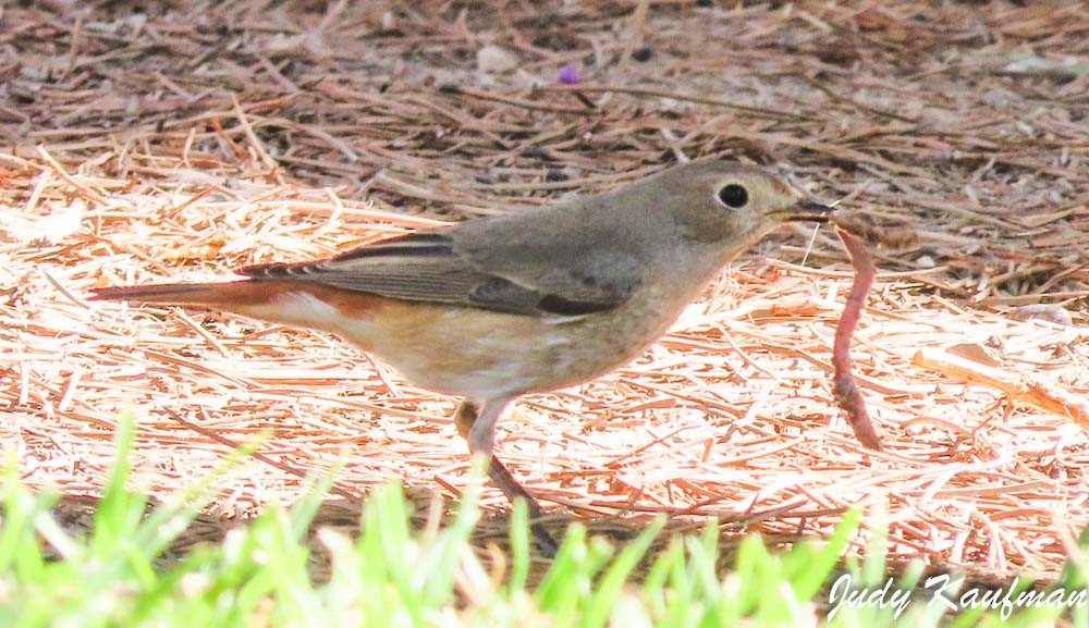 Эгэл гал сүүлт - ML644256084