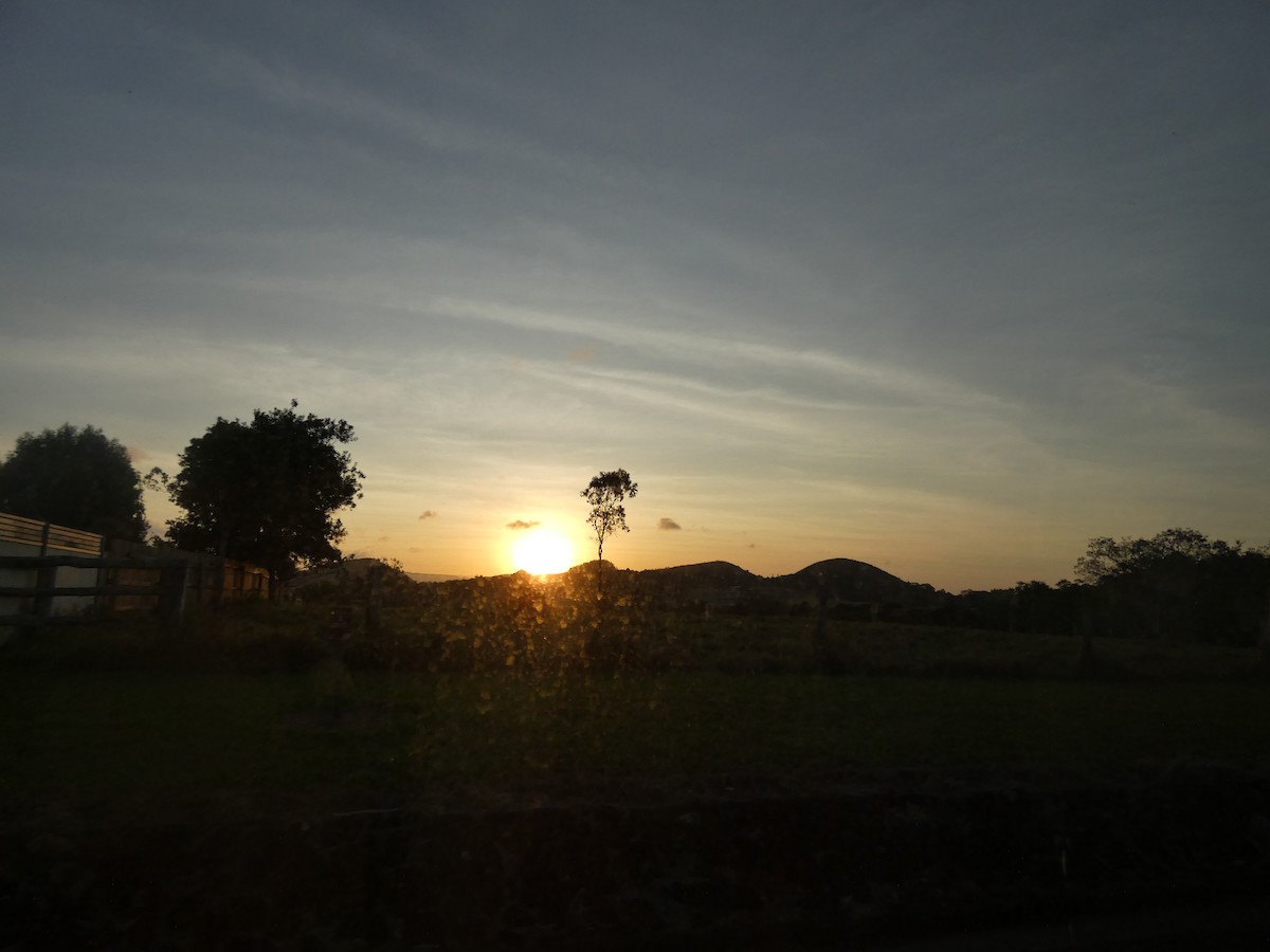 Sarus Crane - ML644256085