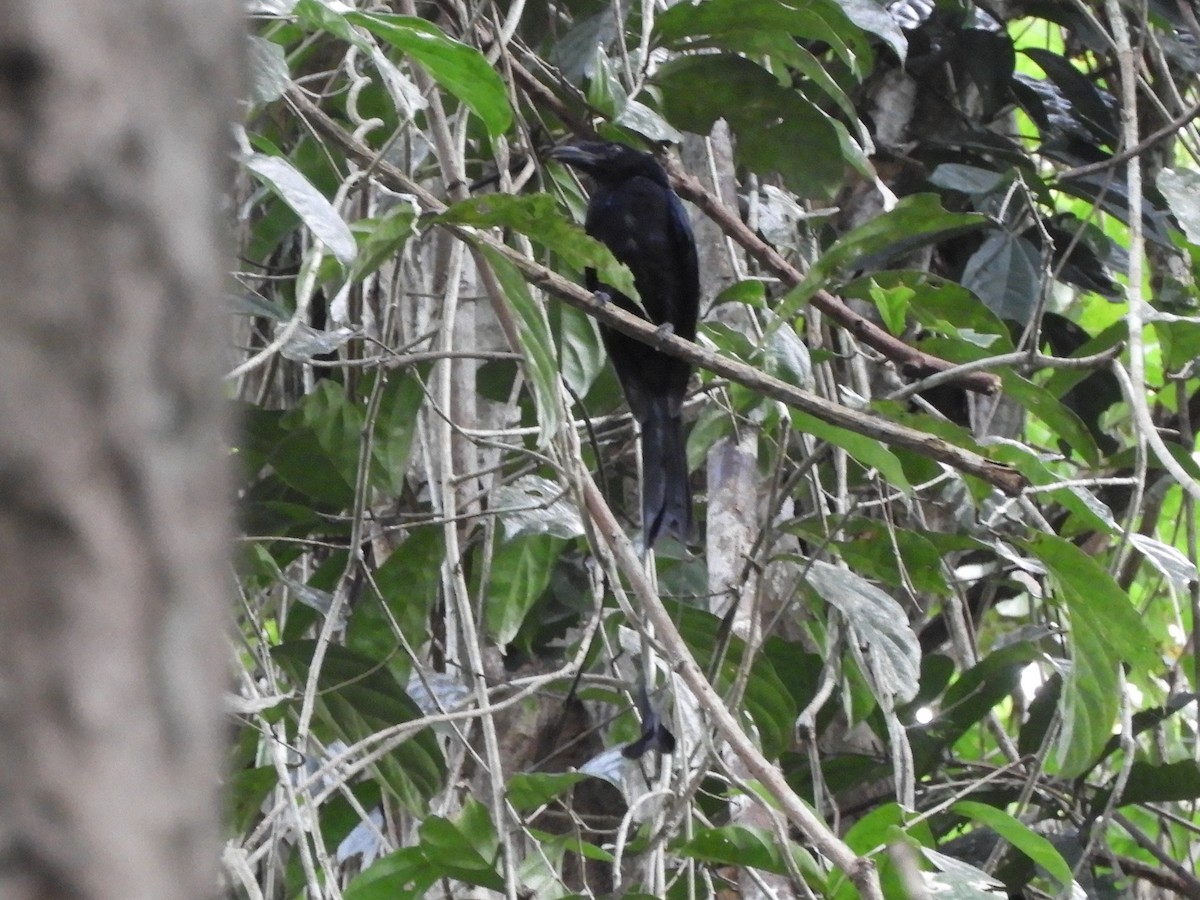 Drongo à raquettes - ML644256086