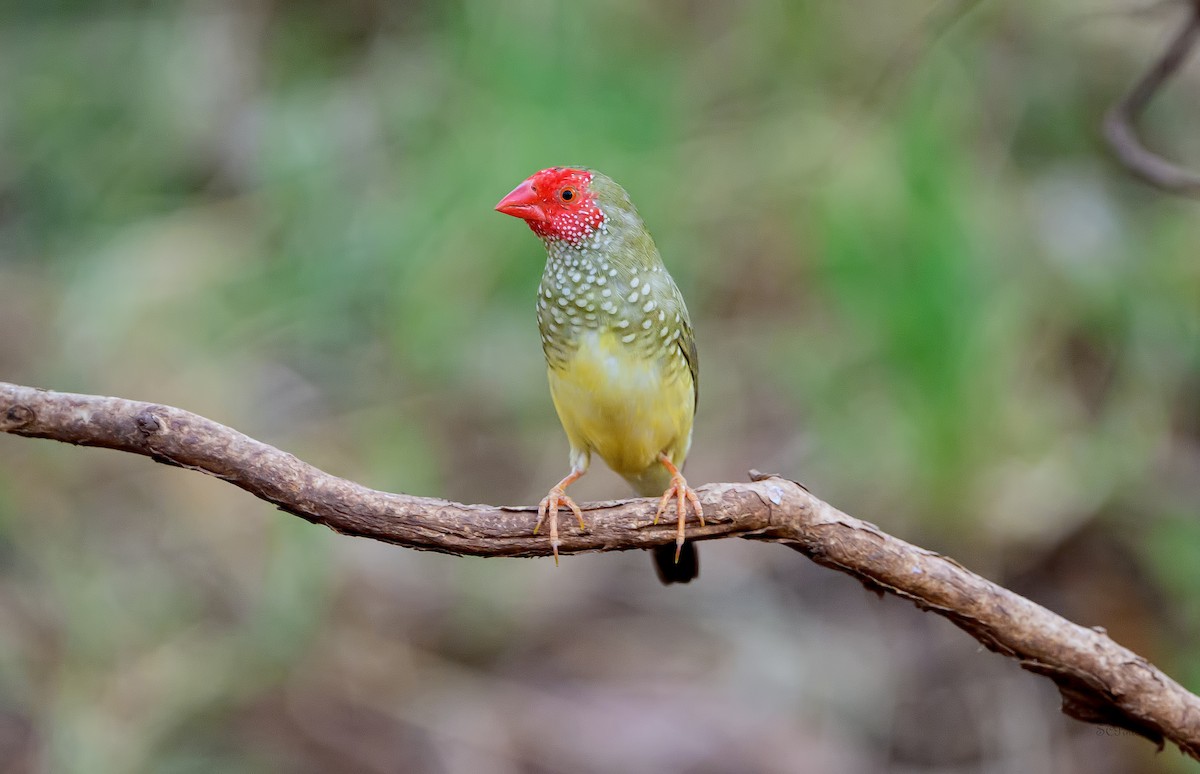 Star Finch - ML644256093