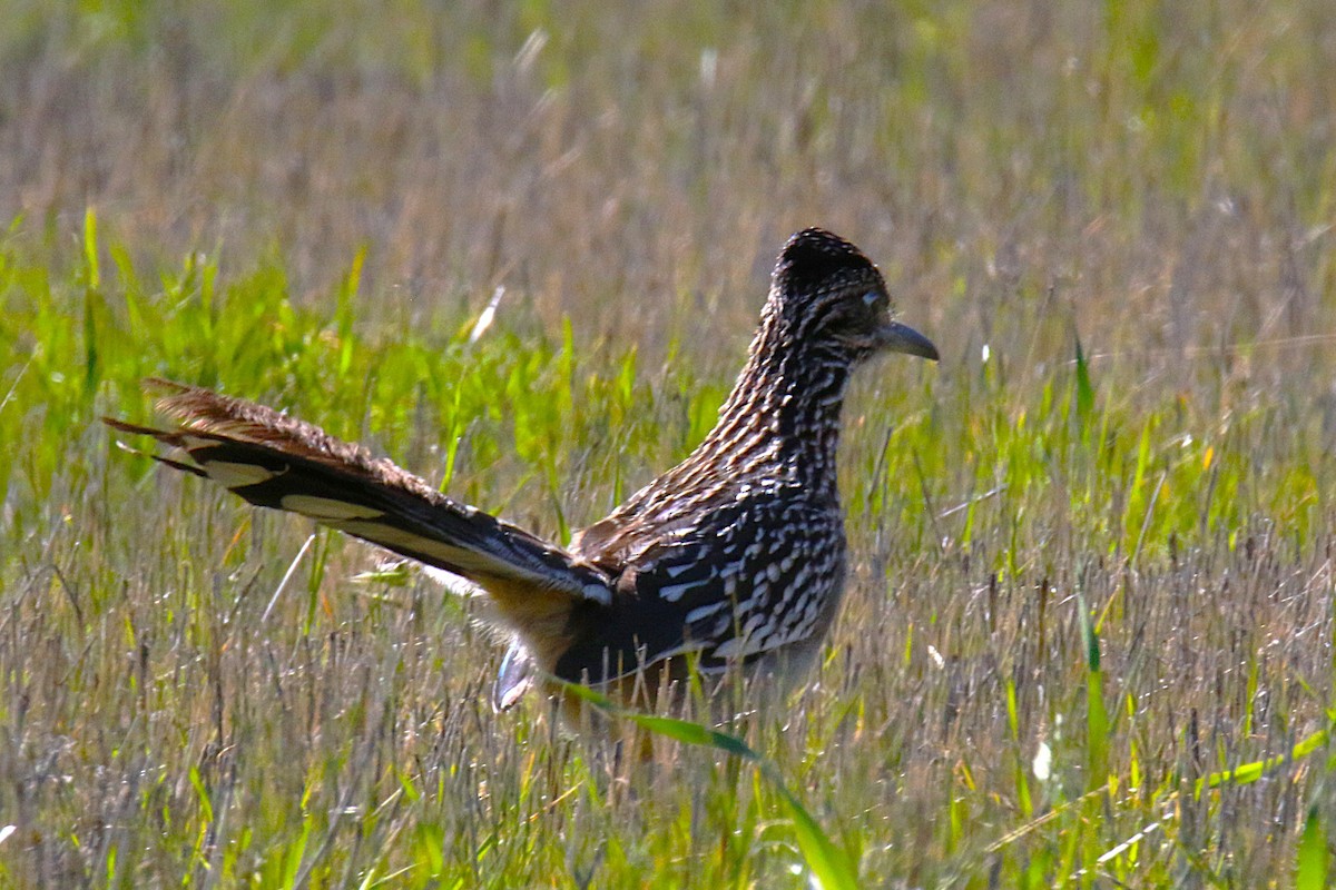 kukačka kohoutí - ML644256094