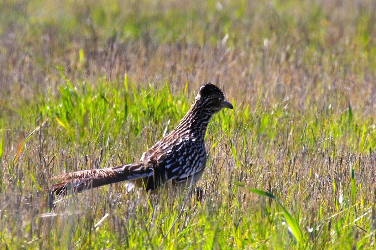 kukačka kohoutí - ML644256095