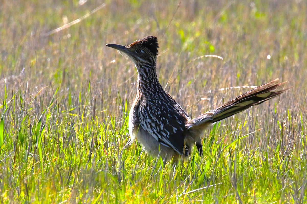 kukačka kohoutí - ML644256096