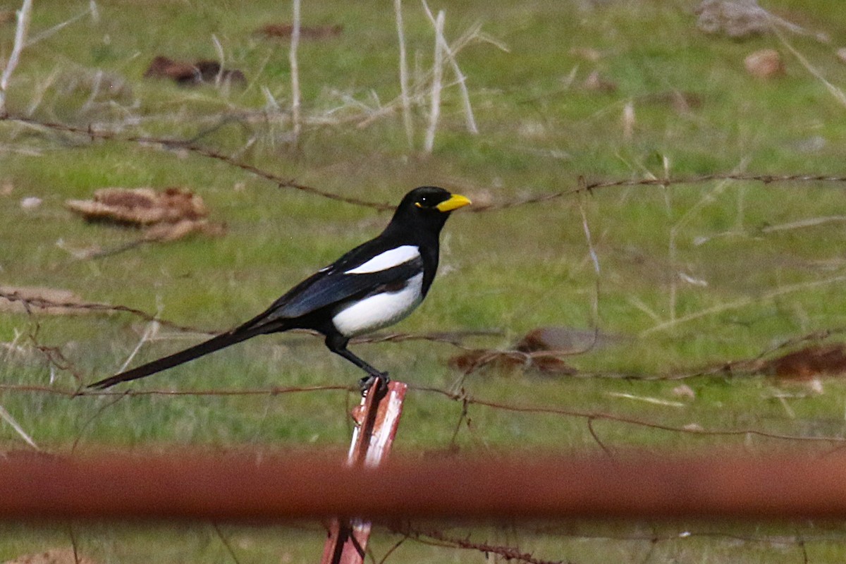 straka žlutozobá - ML644256105