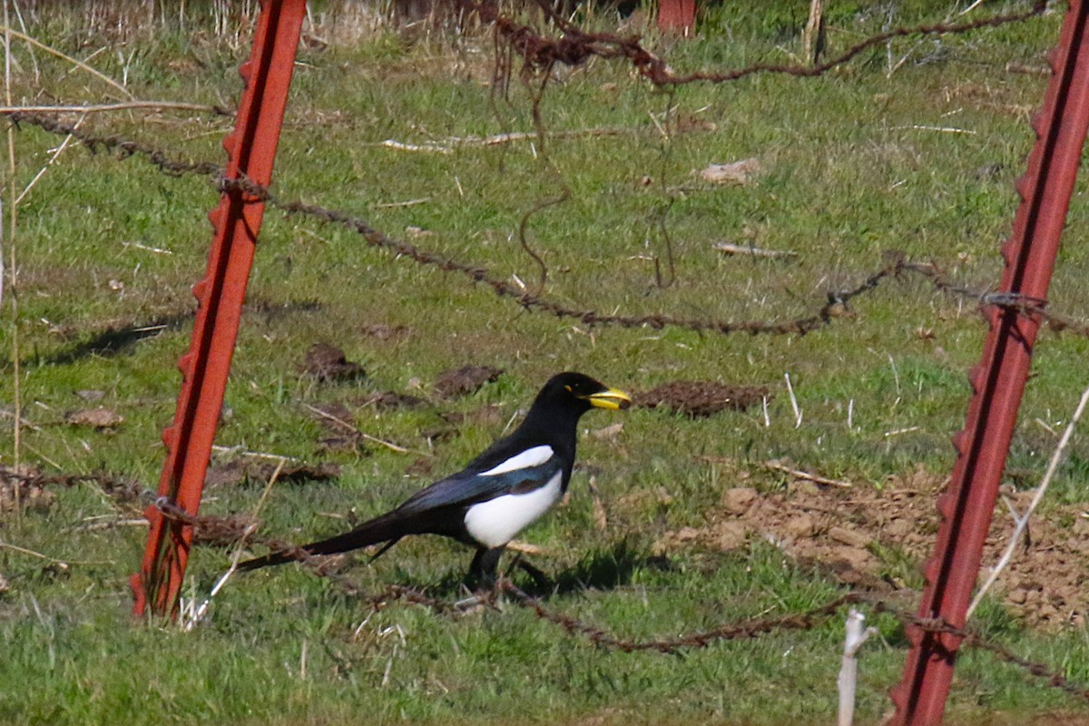 straka žlutozobá - ML644256106