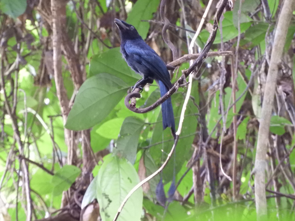 Drongo à raquettes - ML644256121