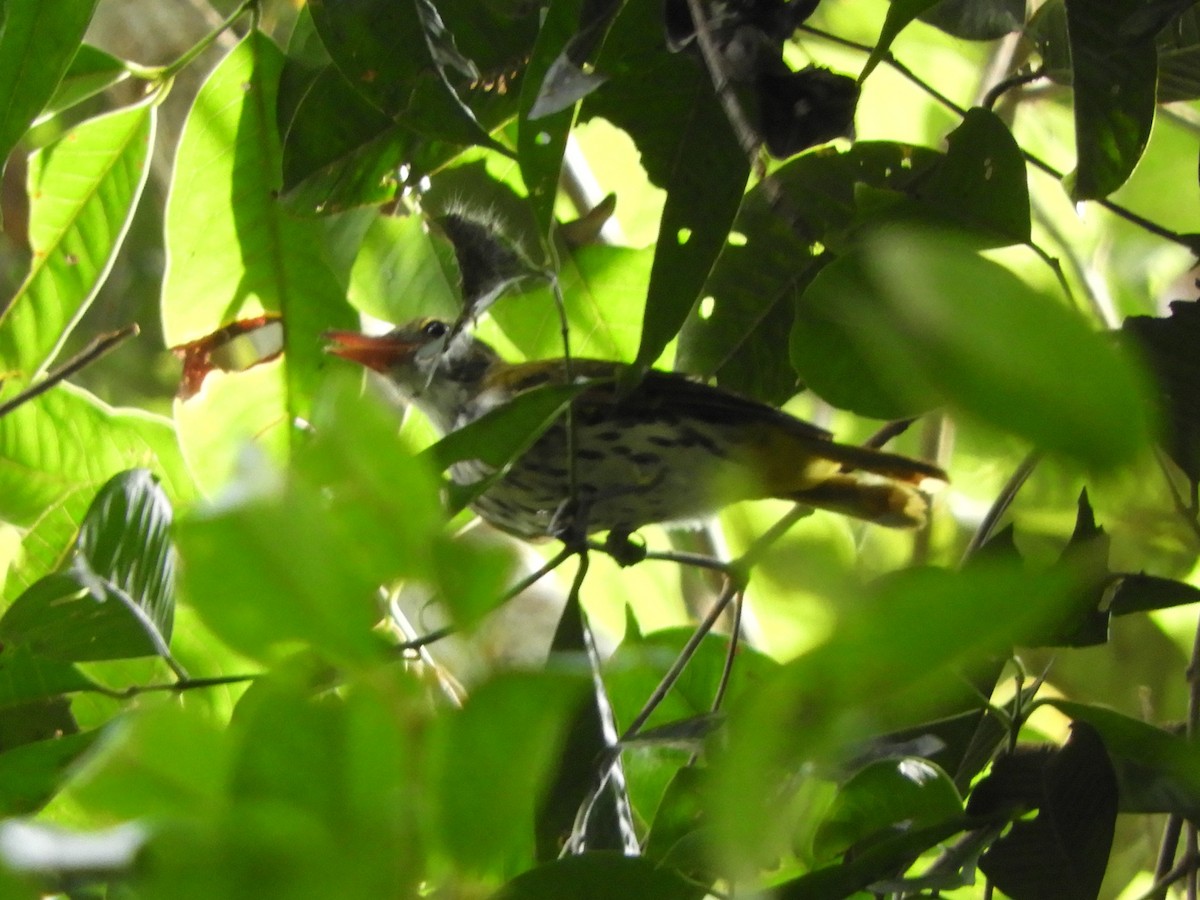 Dark-throated Oriole - ML644256129