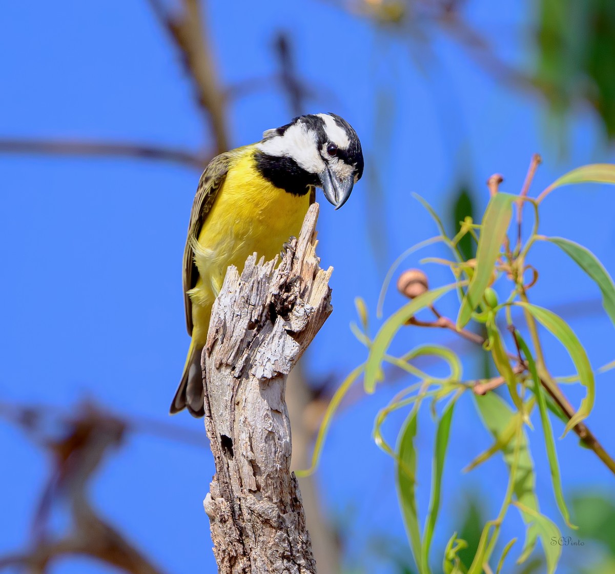 Northern Shrike-tit - ML644256130