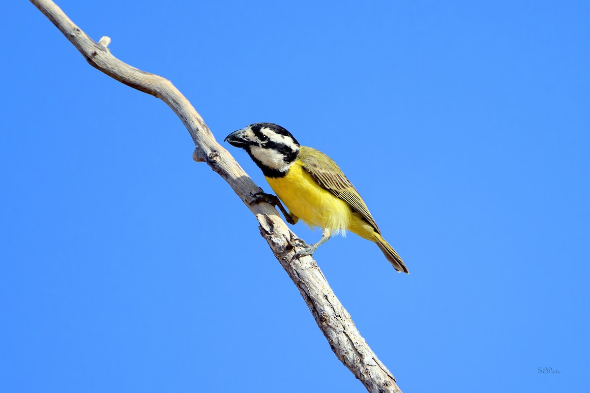 Northern Shrike-tit - ML644256131