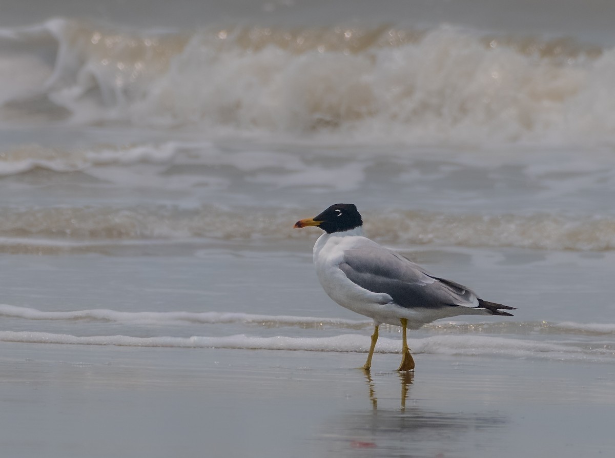 Pallas's Gull - ML644256132