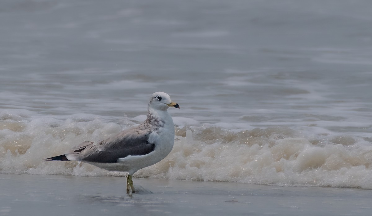 Lesser Black-backed Gull - ML644256136