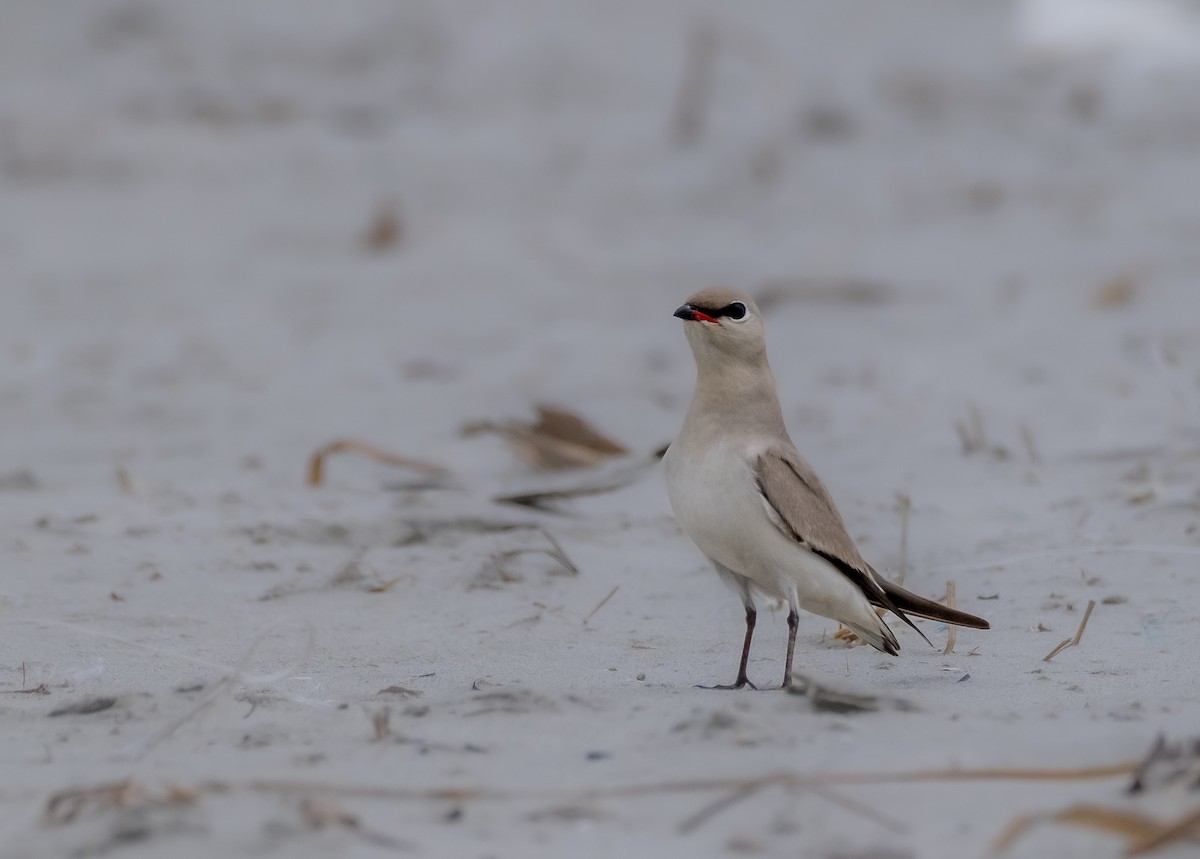 Small Pratincole - ML644256141