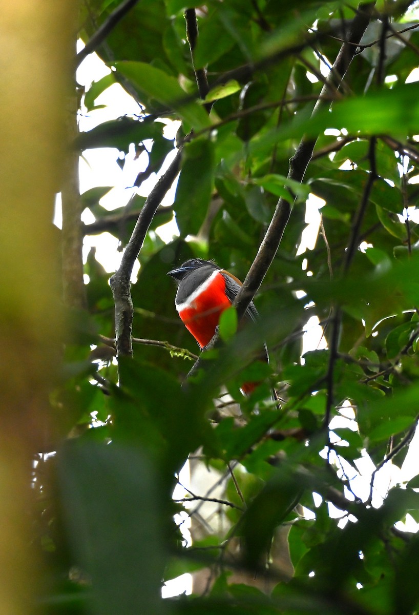 Malabar Trogon - ML644256156