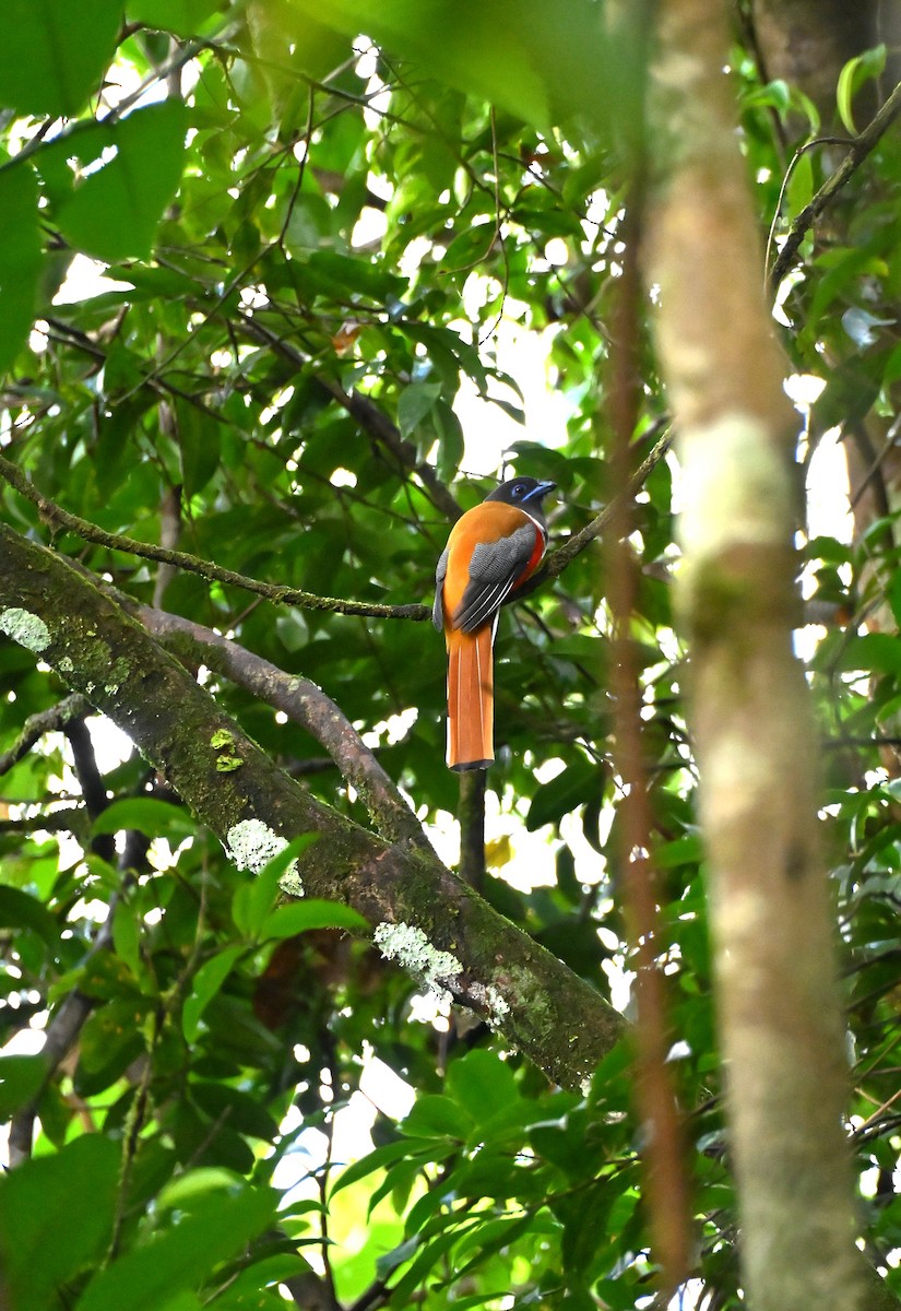 Malabar Trogon - ML644256157