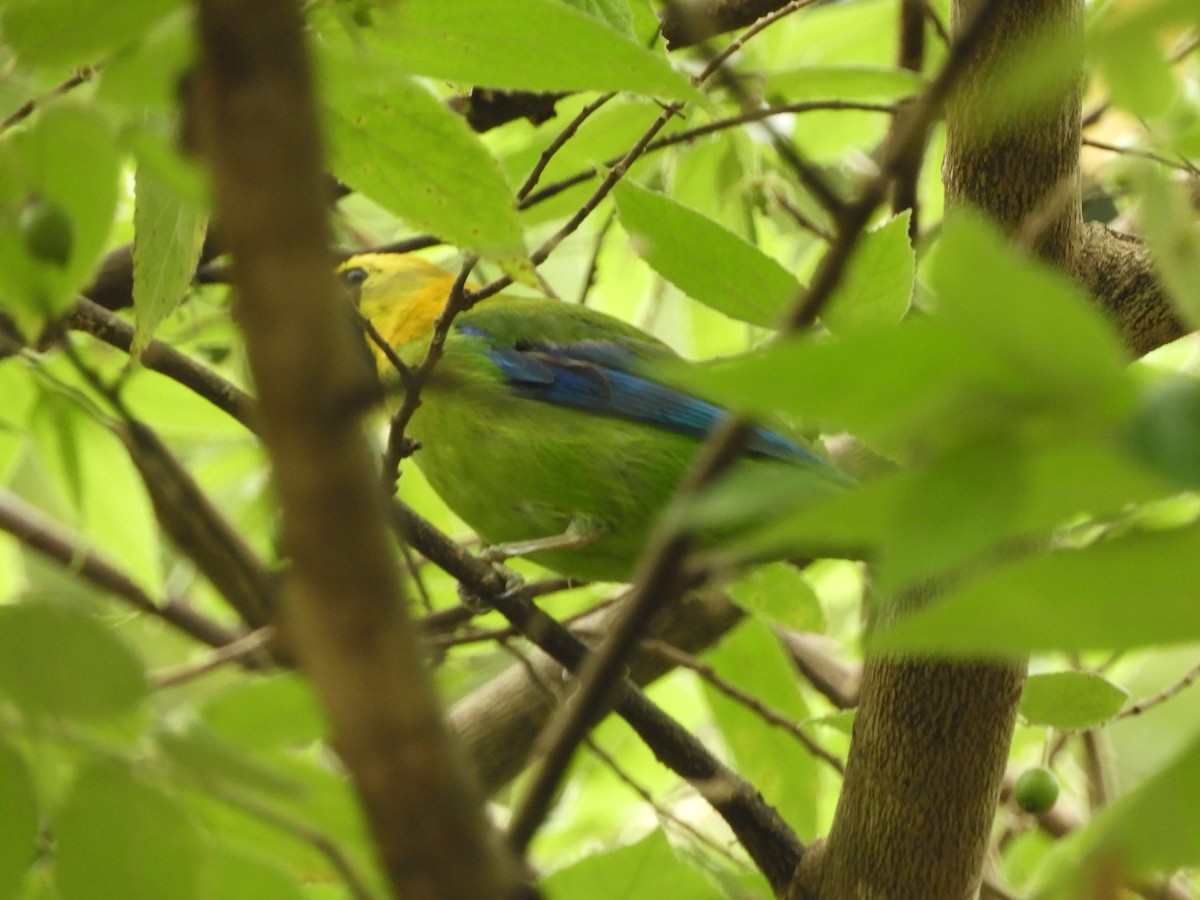 Blue-winged Leafbird - ML644256160