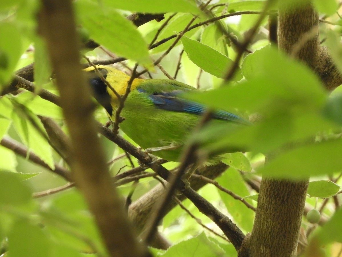 Blue-winged Leafbird - ML644256161