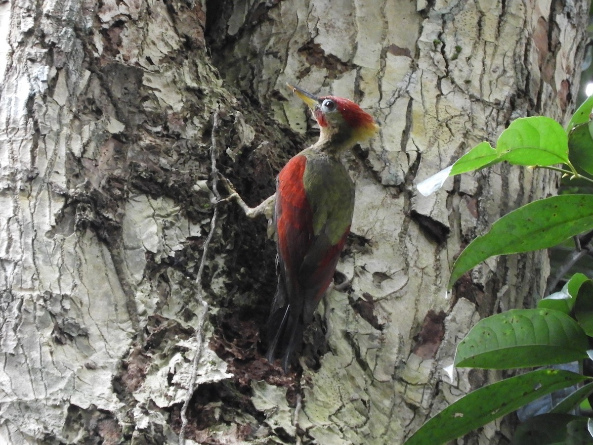 Crimson-winged Woodpecker - ML644256171