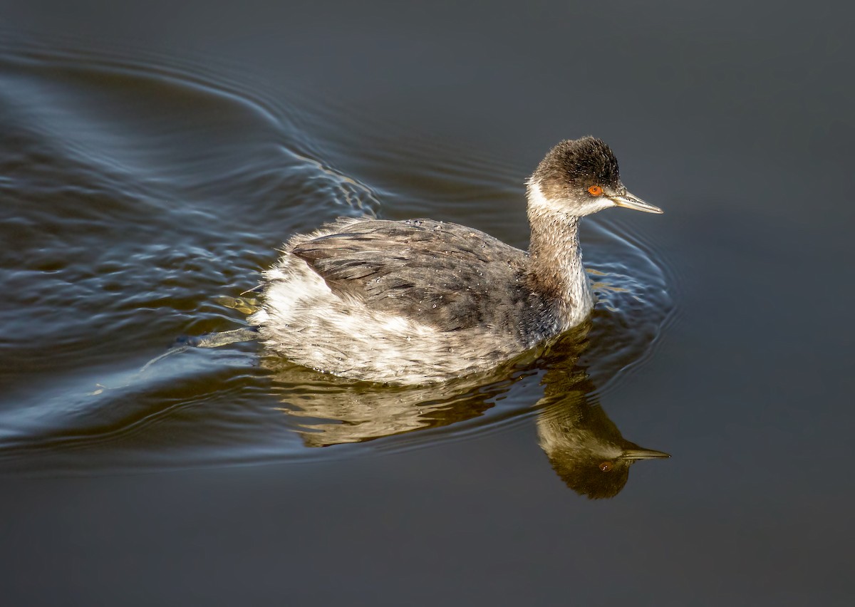 黑頸鸊鷉 - ML644256178