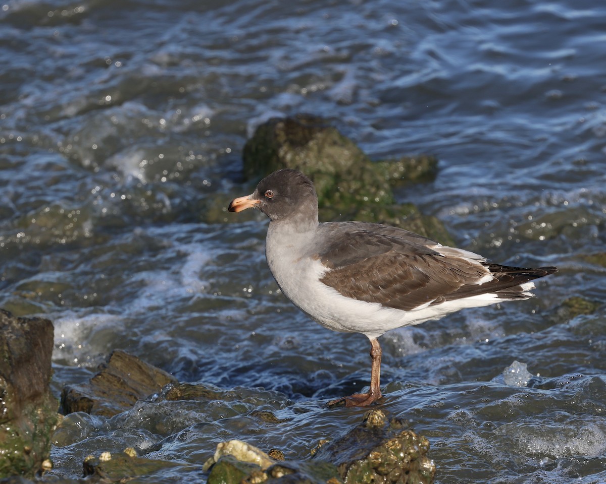 racek magellanský - ML644256181