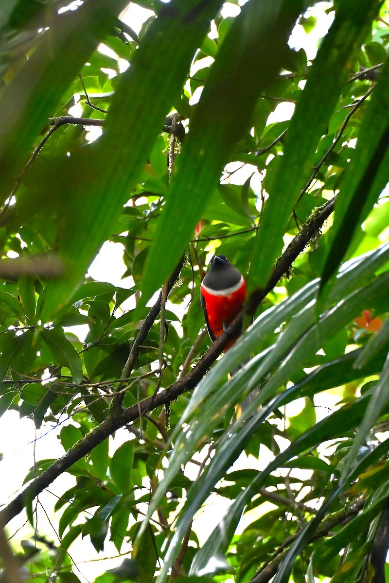 Malabar Trogon - ML644256184