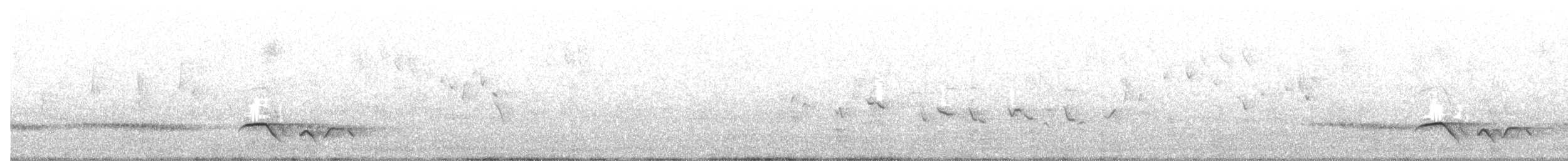 タスマニアヒタキ - ML644256188