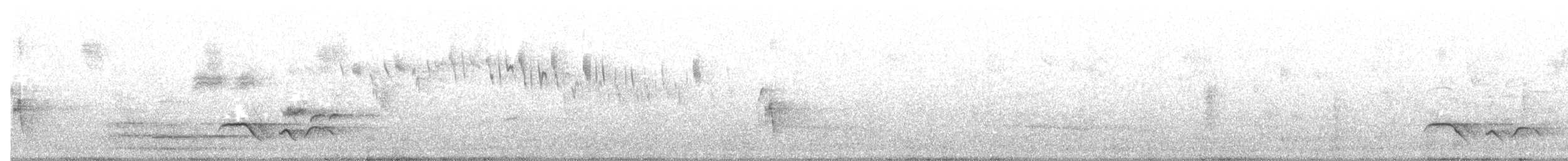 タスマニアヒタキ - ML644256189