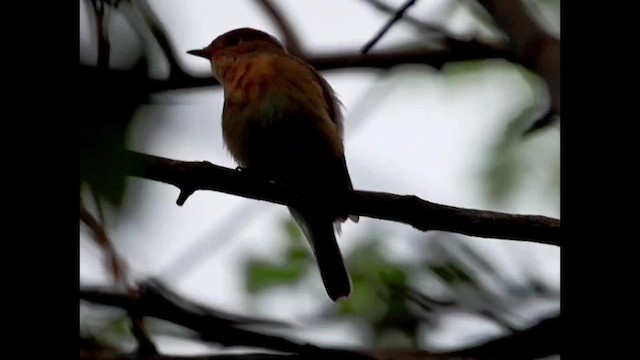 Pigliamosche pettirosso - ML644256196