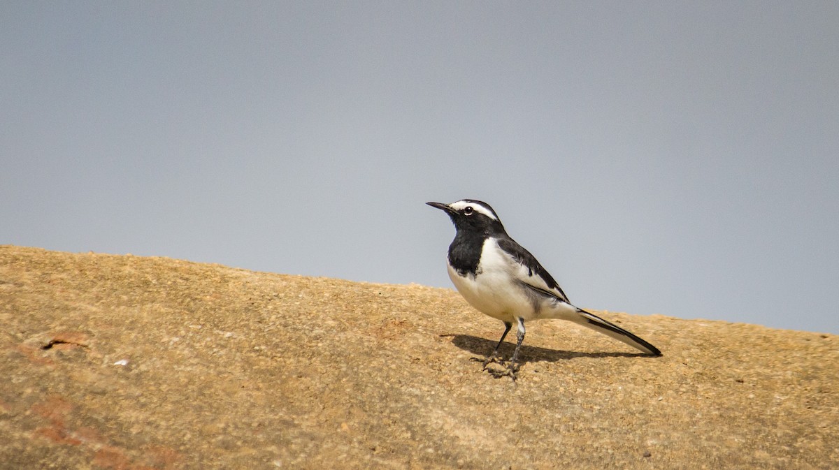 White-browed Wagtail - ML644256209