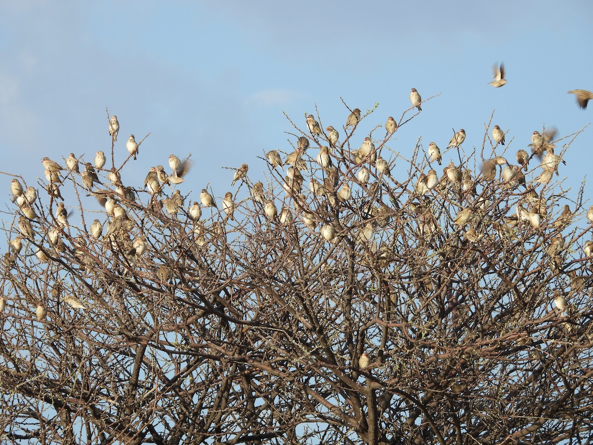 Travailleur à bec rouge - ML644256210