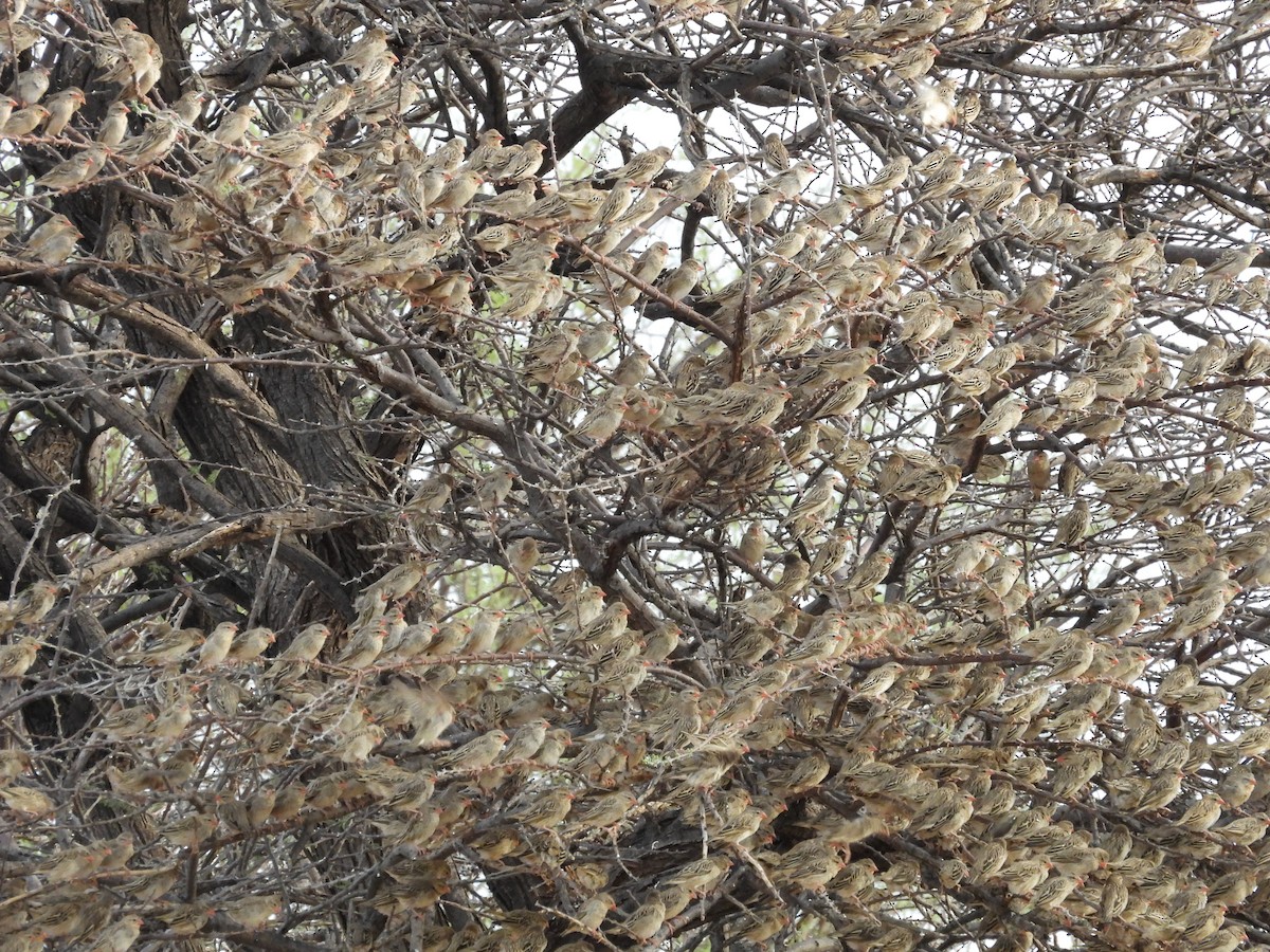 Travailleur à bec rouge - ML644256211