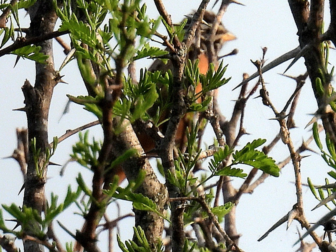 Cinnamon-breasted Bunting - ML644256215