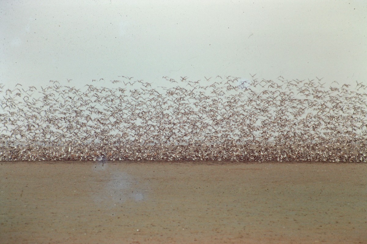 Great Knot - ML644256222