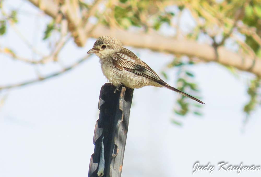 Masked Shrike - ML644256235
