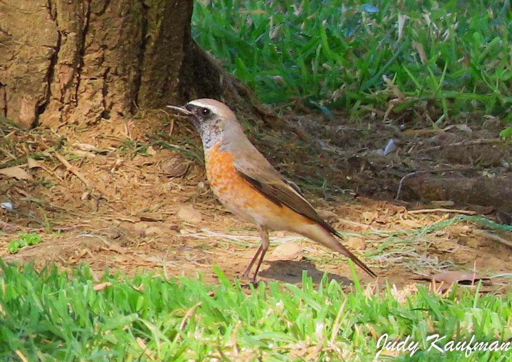 Эгэл гал сүүлт - ML644256241