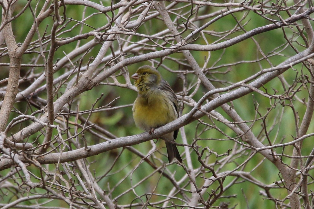 Serin des Canaries - ML644256255