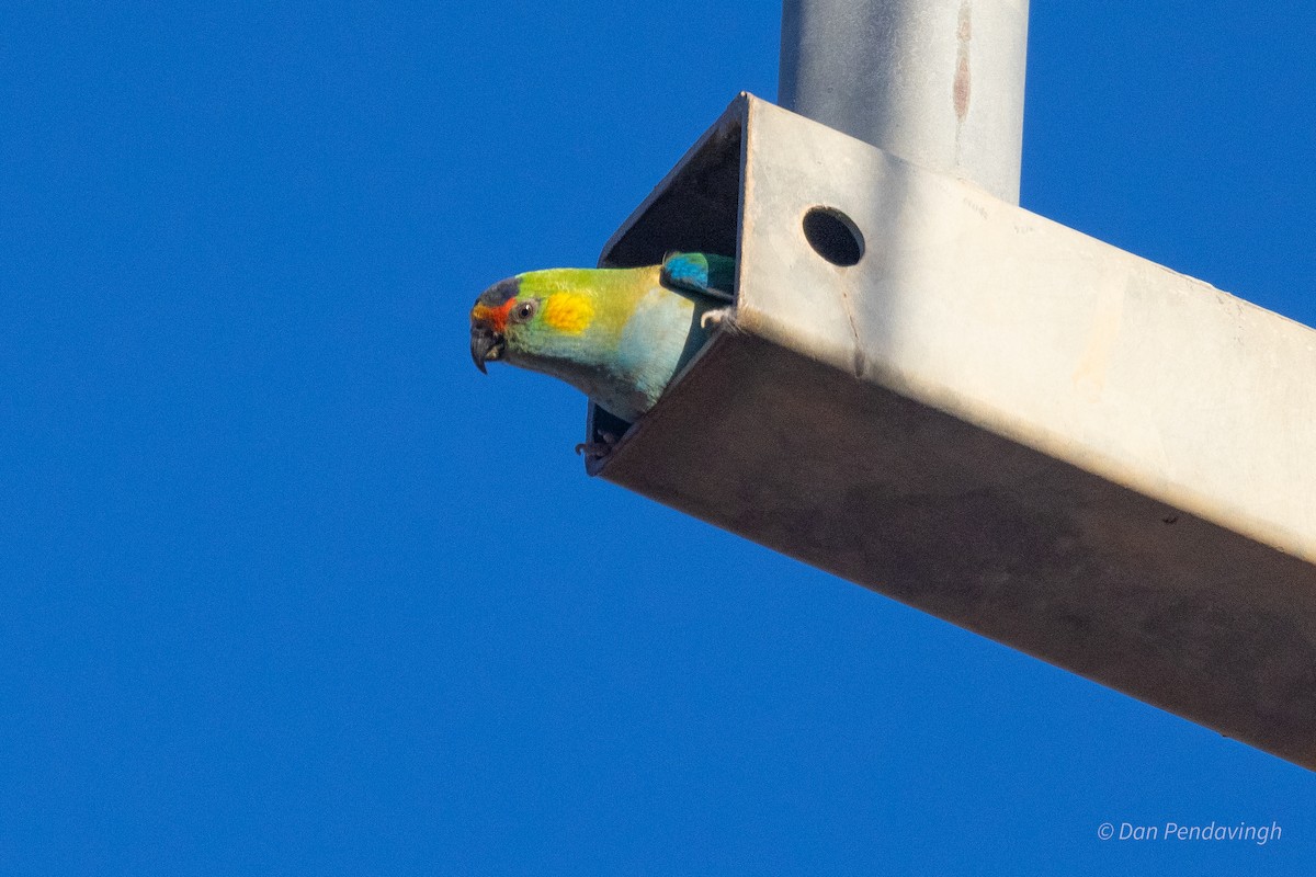 Purple-crowned Lorikeet - ML644256259