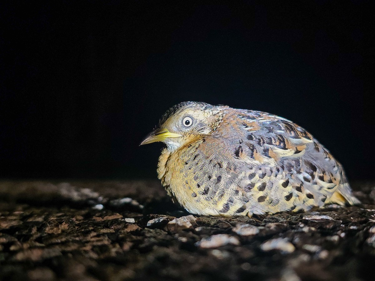 rødhalsspringvaktel - ML644256260