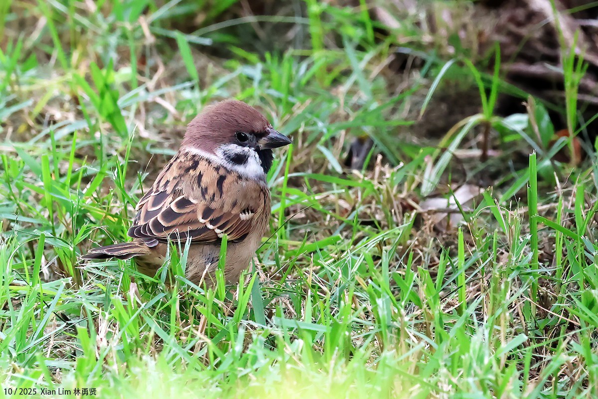 Ağaç Serçesi - ML644256278