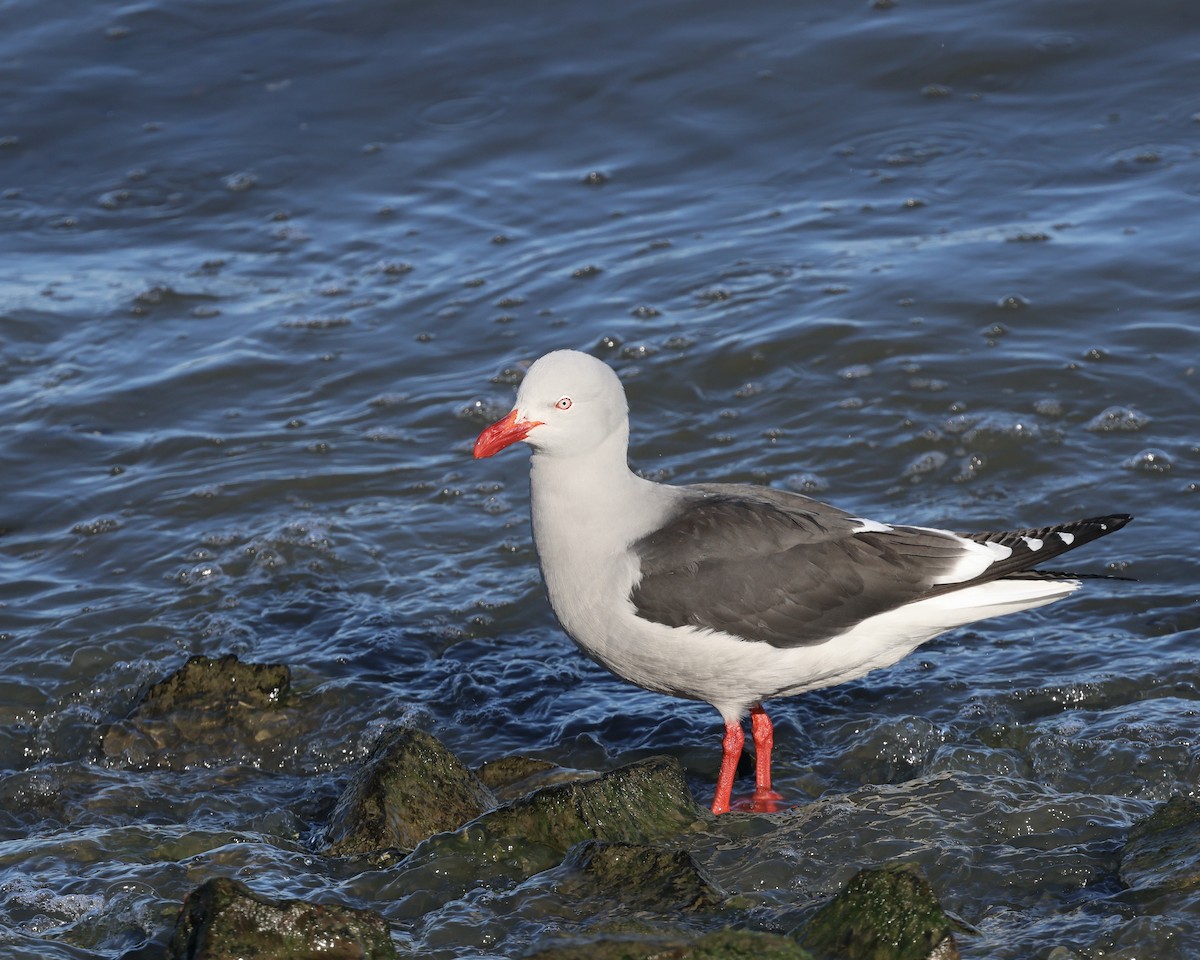 racek magellanský - ML644256286