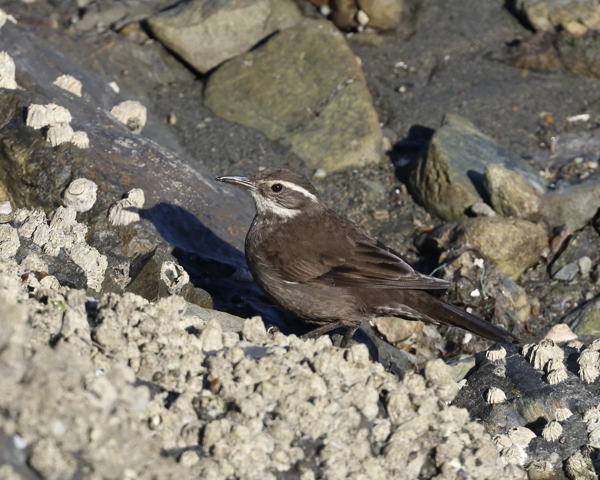 Cinclode à ventre sombre - ML644256299