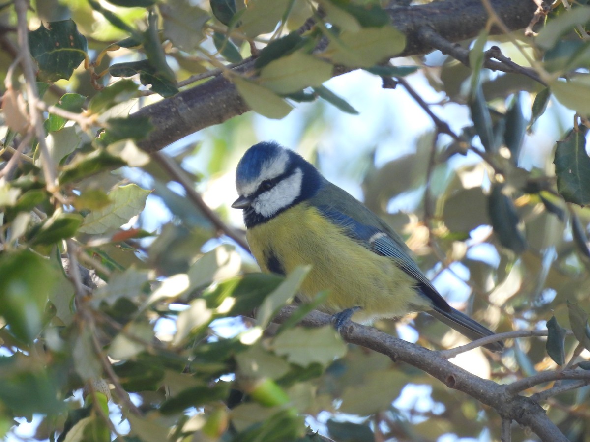 Eurasian Blue Tit - ML644256308