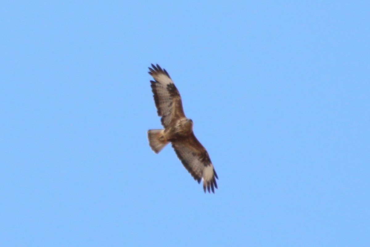 Common Buzzard (Canary Is.) - ML644256309