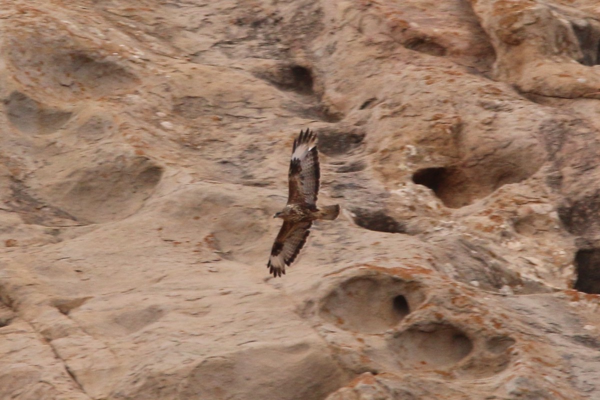 Common Buzzard (Canary Is.) - ML644256310